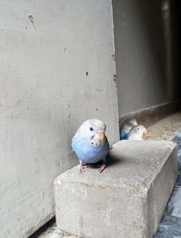 Hand Tame parrot's Lovebird 5