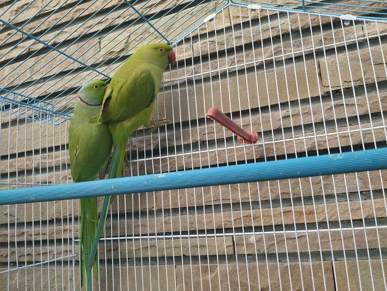 Green Parrot Pair 0