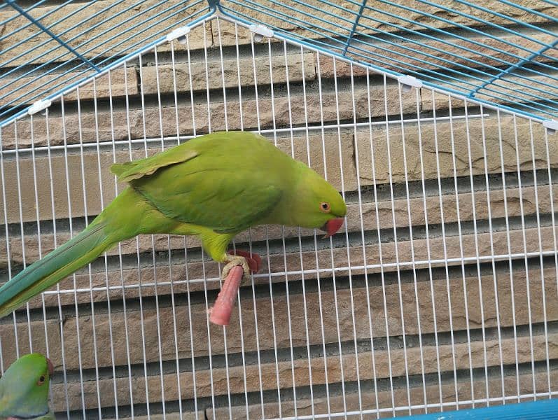 Green Parrot Pair 1