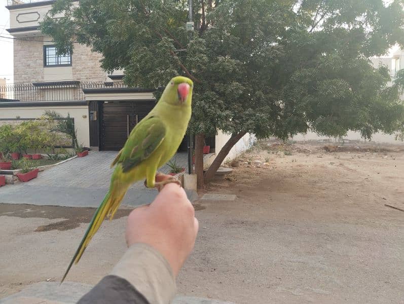 Green Parrot Pair 2