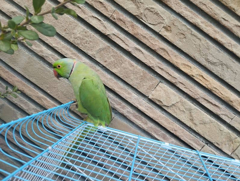 Green Parrot Pair 3