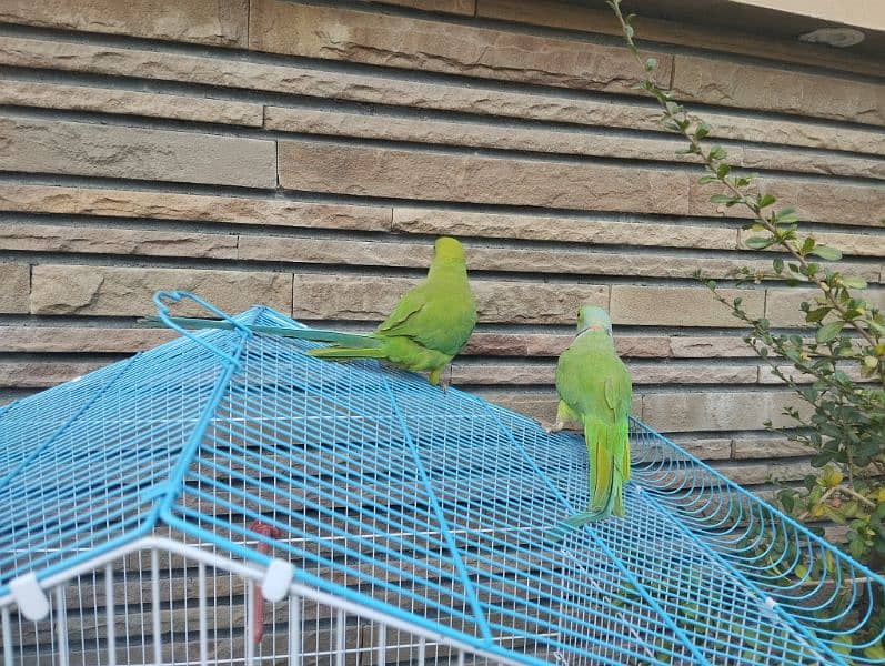 Green Parrot Pair 4