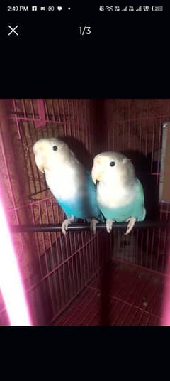 blue Fisher lovebirds