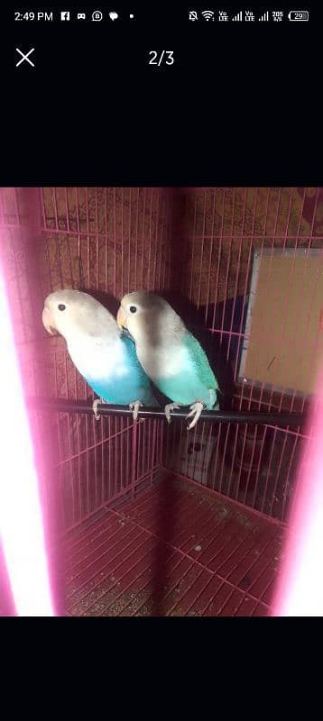 blue Fisher lovebirds 1