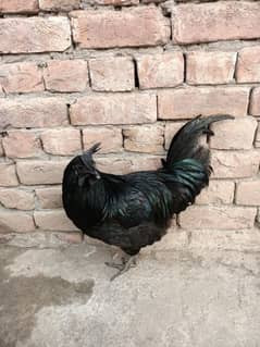 ayam cemani 3 male for sale