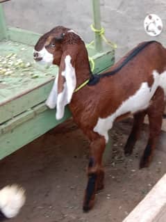 amratsari goat pure baby 1 male 1 female