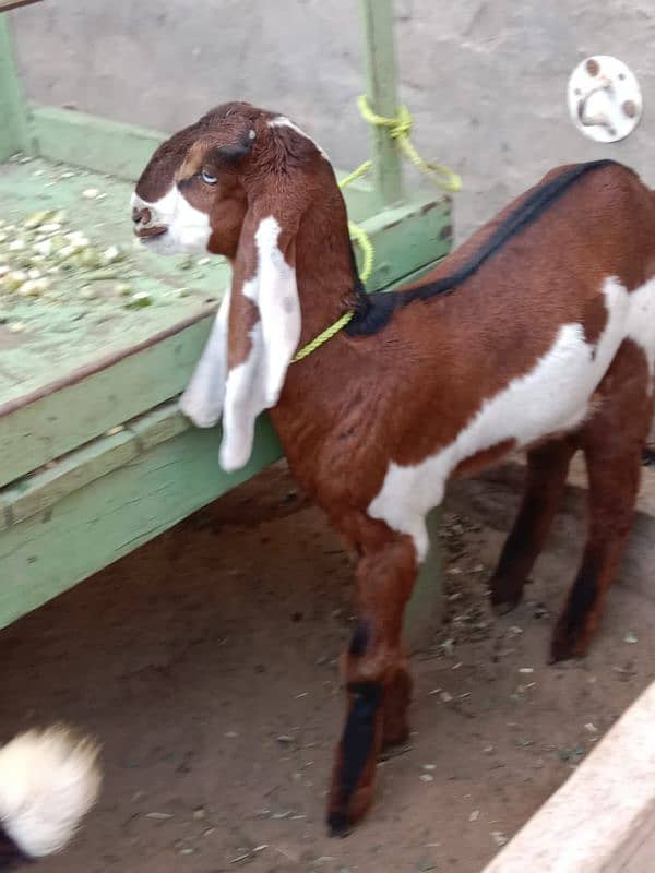 amratsari goat pure baby 1 male 1 female 0