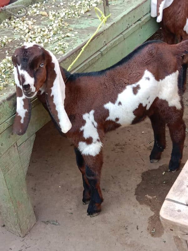 amratsari goat pure baby 1 male 1 female 1