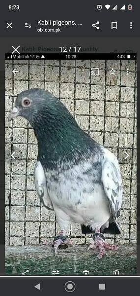 Kabli Pigeons 1