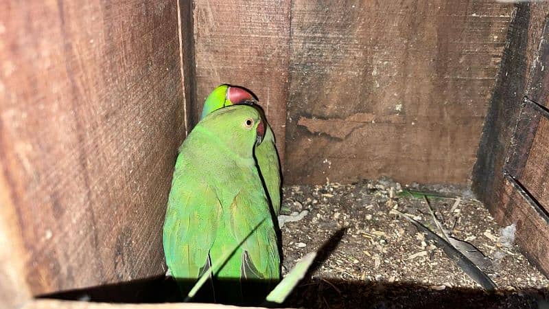 green ringneck 0