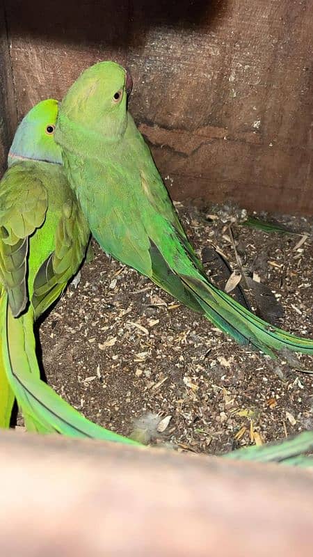 green ringneck 2