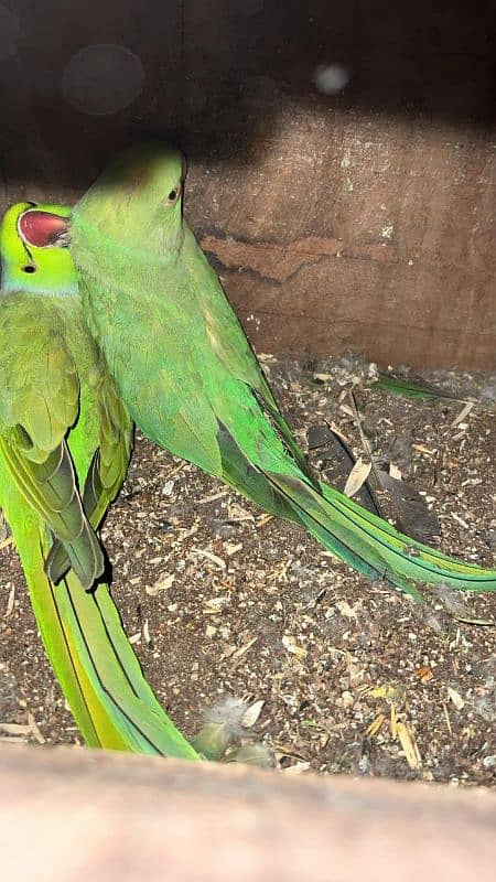 green ringneck 3