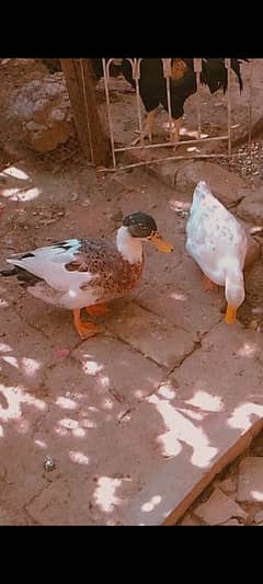 ducks pair sale