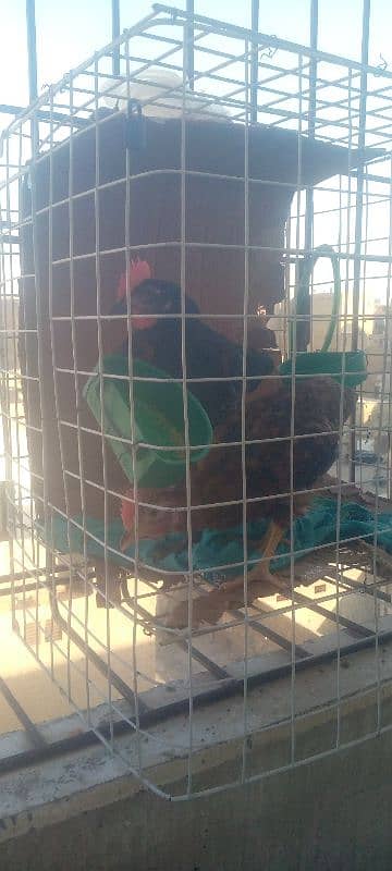 hens with cage 7