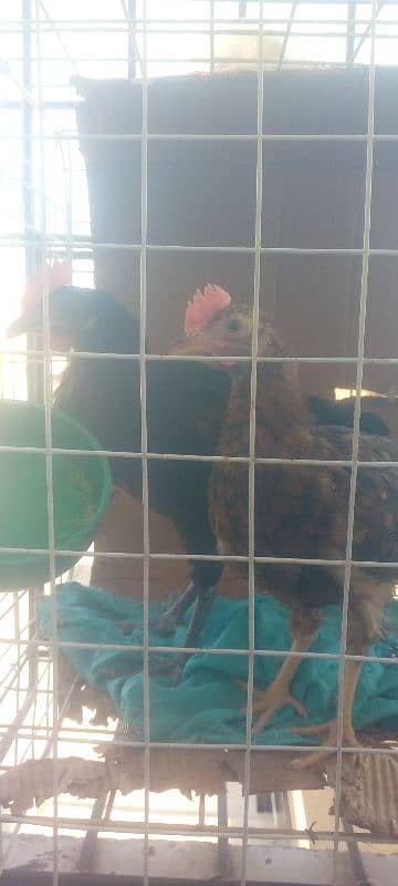 hens with cage 9