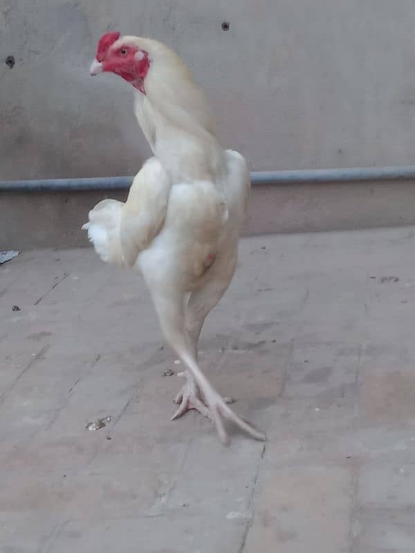 White  murga for sale 0