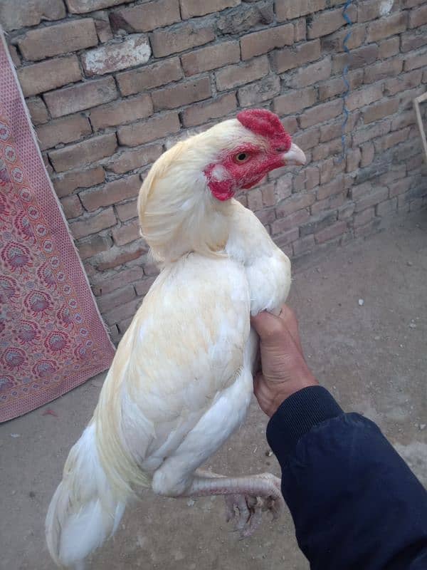 White  murga for sale 3