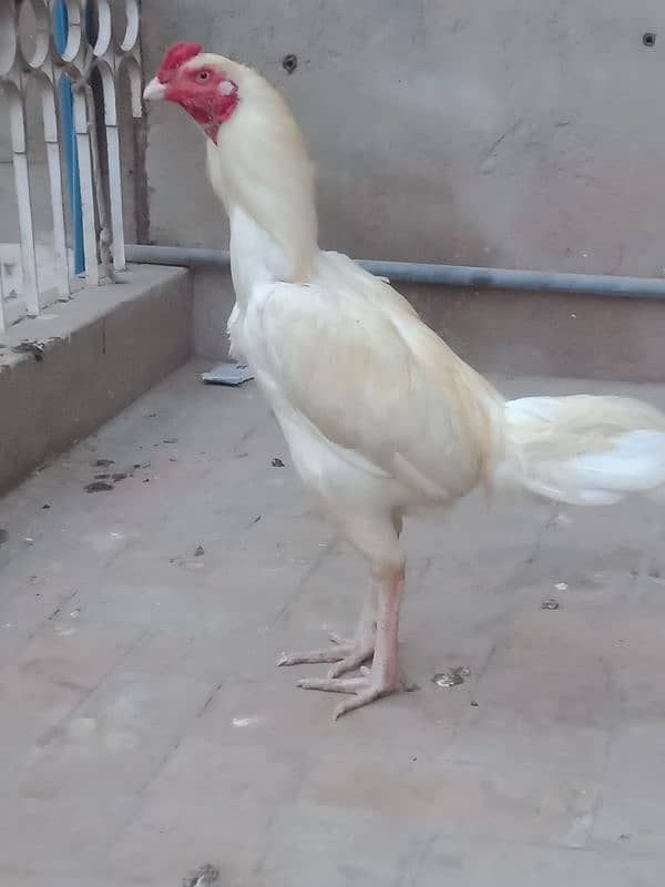 White  murga for sale 5