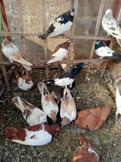 pigeon for sale male and female