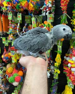 African Gray