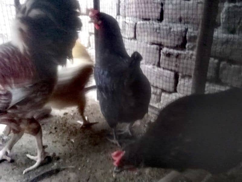 4 Female and 1 male hens pair avaliable for sale hens also laying egg 0