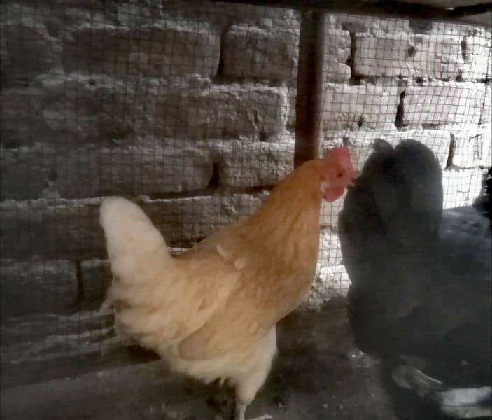 4 Female and 1 male hens pair avaliable for sale hens also laying egg 1