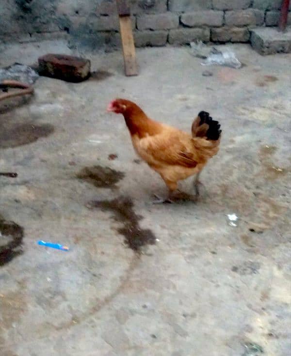 4 Female and 1 male hens pair avaliable for sale hens also laying egg 3