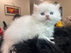 Blue eyes male kitten for sale