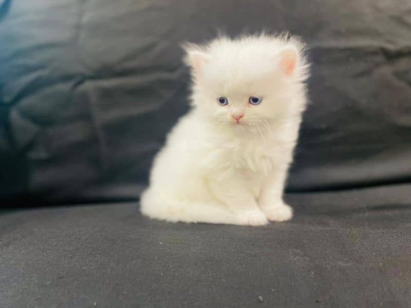 Blue eyes male kitten for sale 1