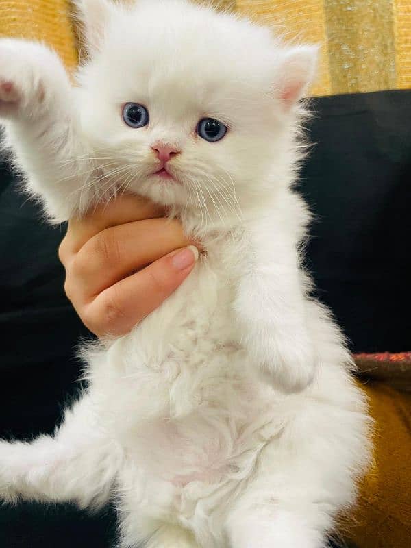 Blue eyes male kitten for sale 2