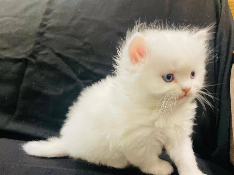 Blue eyes male kitten for sale 3