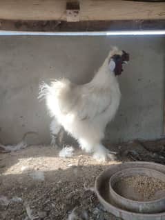 silkie male/silkie cross breed