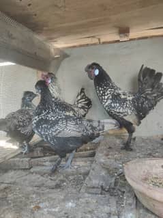 fancy hen pair