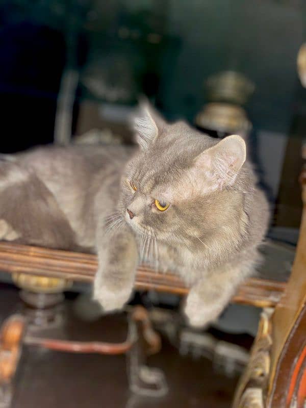 cute and healthy Persian cat 2