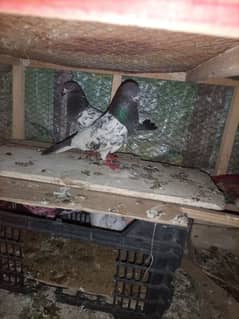 I am selling pigeons