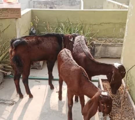 Nagra Beetal Goats 0