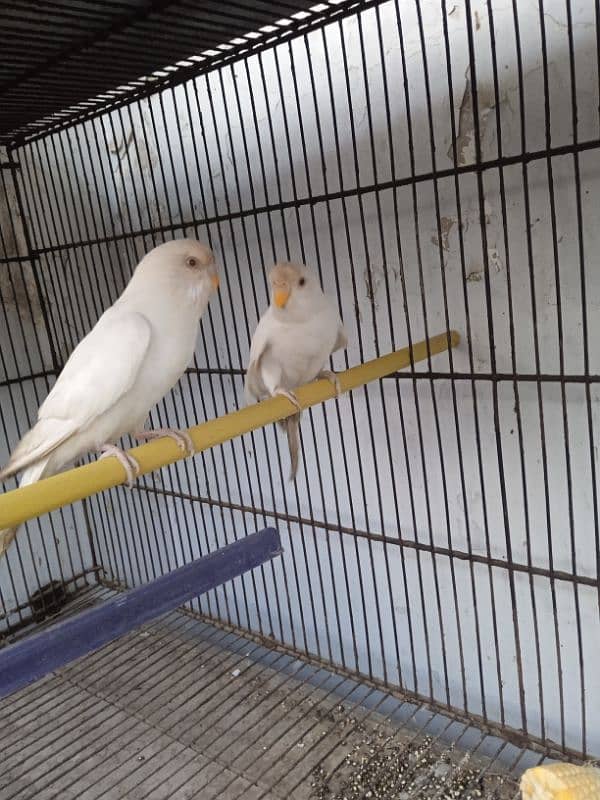 RED EYE BUDGIE PAIR IN PURE WHITE COLOUR 0