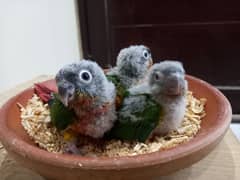 High red conure chicks/chiks parrots