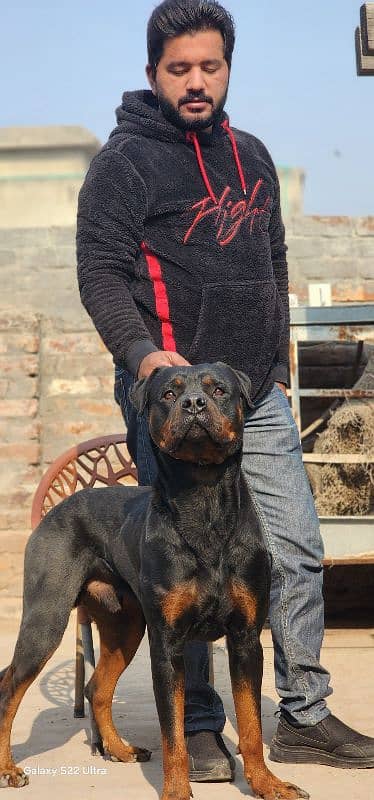 Rottweiler Male Full Trained 2