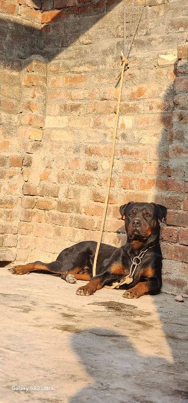 Rottweiler Male Full Trained 3