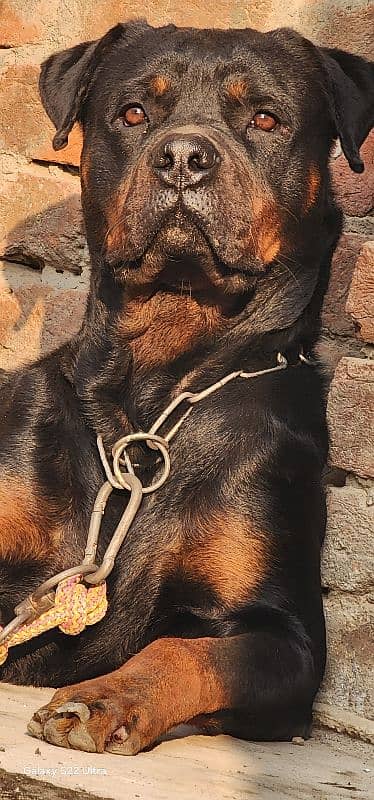 Rottweiler Male Full Trained 4