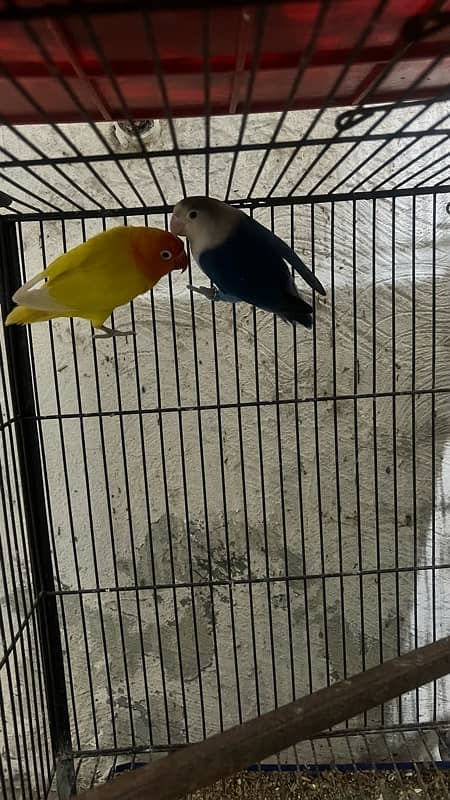 love birds breeder pair with dna 0