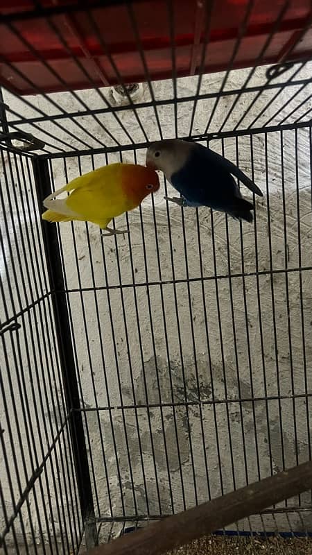 love birds breeder pair with dna 1