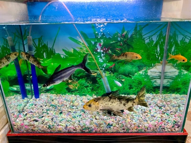 Full size aquarium all Fish available & no discount 4