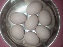 eggs available