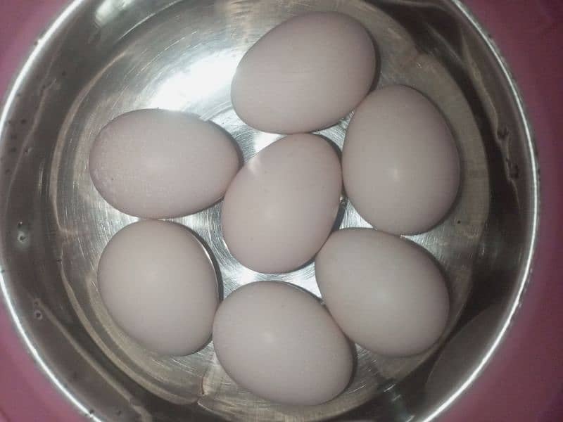 eggs available 0