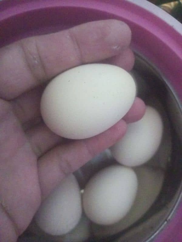 eggs available 1