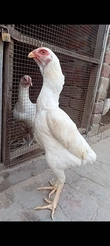 top quality Japanese white shamo female 0/3/0/0/9/4/0/2/9/4/0 6