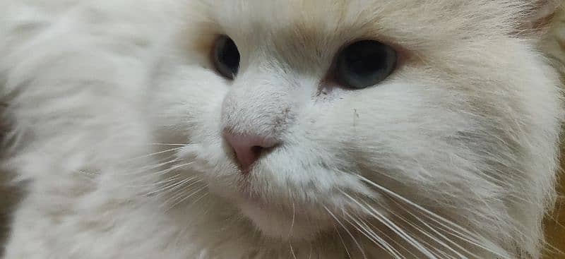 Persian White Male Cat , Blue Eyes , Triple Cat , 11 moths Old Cat 2