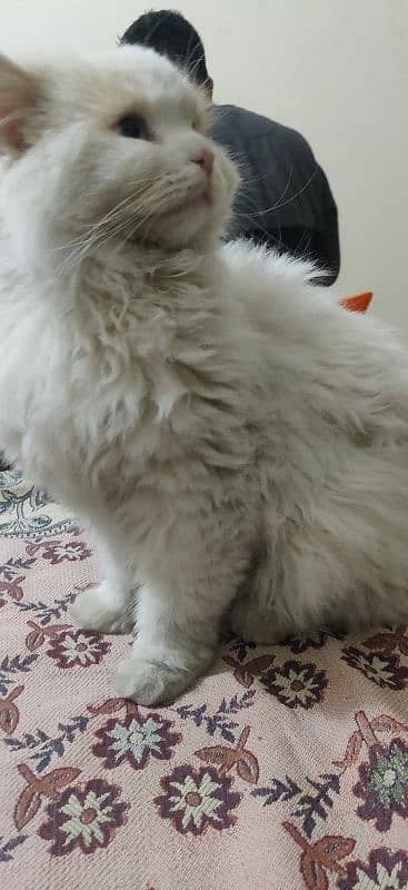 Persian White Male Cat , Blue Eyes , Triple Cat , 11 moths Old Cat 1